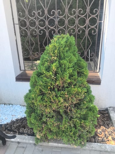 A small evergreen tree, possibly a Thuja, stands in front of a white stucco wall with a decorative metal grate covering a window. The tree is cone-shaped and lush green, with some brown, dry patches visible. The window grate is ornate, featuring swirls and diamond shapes, and is painted a dark brown. Below the window, a dark brown ledge runs horizontally. To the left of the tree, a bed of small white stones is visible, and to the right, a bed of pinecones and mulch. The ground in front of the tree is paved with gray bricks. A black cat's tail is partially visible on the left side of the image, extending from the lower left corner. The scene appears to be outdoors in a residential or garden setting, likely in the city of Verkhnetemernitsky, Russia, given the context. The lighting suggests it is daytime, with sunlight casting shadows.