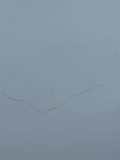The image shows a pale blue, overcast sky. A formation of birds is flying diagonally across the frame, from the upper right to the lower right. The formation is initially a tight, single line, then it widens and splits into a couple of groupings before continuing diagonally downward and to the right as a single line again. Three birds are flying in a small, detached grouping in the upper left of the frame. I am unable to determine the location as Rutherglen, United Kingdom without any landmarks or other visual context.