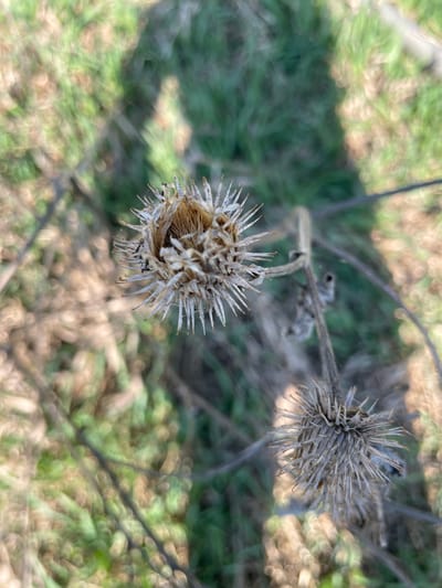 The image shows two dried burdock seed heads in an outdoor setting. The background features blurred green and brown vegetation, suggesting a grassy or weedy area. The seed heads are attached to dried stems. Fine strands of spiderweb are visible between the dried flower and the surrounding vegetation. There are no people in the scene. The image does not contain sufficient information to determine the location as Поедуги, Russia.