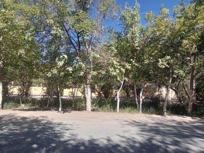 A row of mature trees with green foliage lines a sun-drenched dirt path. The trees are spaced apart, revealing a light-colored, textured wall behind them. The ground in the foreground is a mixture of dirt and asphalt, with distinct shadows cast by the trees, suggesting a sunny day. The sky above is a clear, bright blue. The image appears to be taken in Qorowul, Uzbekistan.