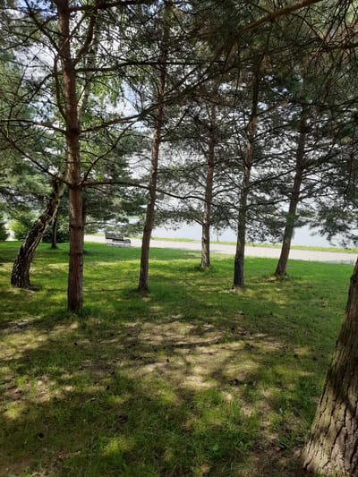The image depicts a park scene with several tall trees, primarily pines, casting dappled shadows on a grassy area. In the background, a body of water is visible, possibly a lake or river, with a paved pathway running along its edge. A park bench is situated on the grass near the pathway, facing the water. The overall environment suggests a serene outdoor recreational space. The scene is located in the city of Drohobych, Ukraine, in a park area. No people or animals are visible in the image. The time of day appears to be daytime, with natural sunlight filtering through the trees.