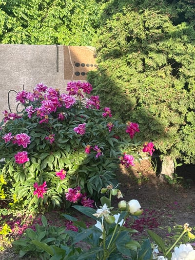 In the city of Sovkhoza "Razdol'e", Russia, a vibrant bush of pink peonies is in full bloom, its dense foliage contrasting with the surrounding environment. The peonies are a mix of fully opened flowers and some that are still budding, their rich pink petals catching the sunlight. Scattered on the ground beneath the bush are fallen petals, creating a soft carpet of pink. To the left, a textured beige wall with dark line patterns and brown circular motifs forms a backdrop. To the right, a large, bushy evergreen tree casts dappled shadows. The ground is composed of dark soil and some scattered debris, including leaves and more fallen petals. In the foreground, the leaves of other plants are visible, with some white flowers and buds also present. The scene is bathed in natural light, suggesting it is daytime, likely in the late afternoon given the angle of the shadows. No people are present in the frame.