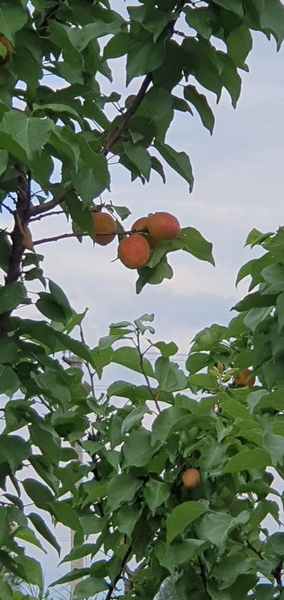 A medium shot captures a branch of an apricot tree laden with ripening fruit, set against a pale, cloudy sky. Four apricots are visible in the upper center of the frame, clustered together on a thin branch. They are a vibrant orange-red color, some appearing smoother than others. The leaves of the tree are a rich green, with some showing a slightly serrated edge. The branch itself is thin and brown, with a few smaller twigs extending from it. In the lower right and lower left portions of the image, more of the tree's foliage obscures the view. The overall impression is one of natural abundance, with the fruit appearing ready for harvest. The scene is likely outdoors, possibly in a garden or orchard, given the presence of the tree and its fruit. The sky suggests daytime, though the clouds indicate a possibility of overcast weather. The image does not contain any discernible elements that would specifically place it in the city of Shurtang, Tajikistan, such as recognizable landmarks or cultural markers.