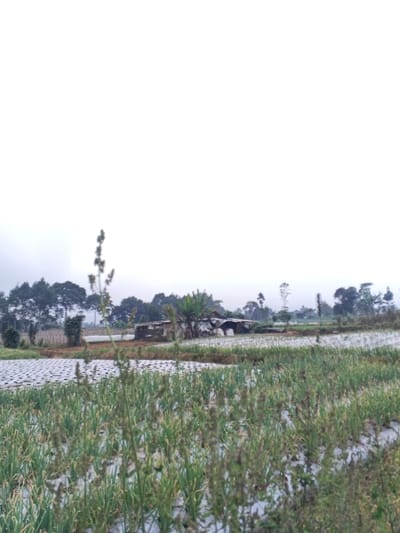A rural scene showcases an agricultural field densely populated with rows of crops, partially covered by plastic sheeting. In the middle ground, a rustic building is surrounded by trees, some of which are banana trees. The backdrop features a line of trees, with an overcast sky dominating the scene. The foreground is slightly blurred, highlighting grass and weeds in sharp detail.