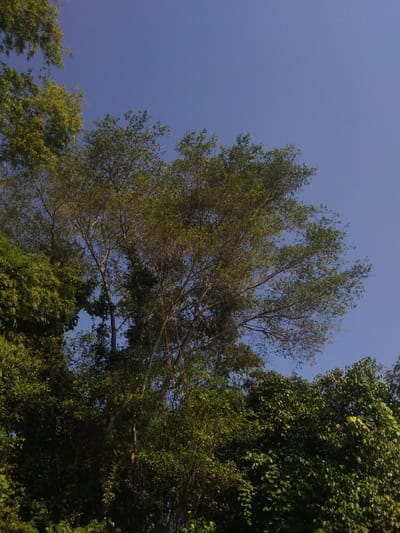 The image shows a view of treetops against a clear blue sky. The trees are predominantly green, with some branches visible. The scene appears to be taken outdoors, possibly in a park or wooded area. The location is Tibang, Indonesia.
