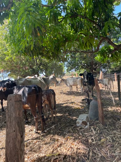 The image depicts a rural scene on the outskirts of Pirenópolis, Brazil, featuring a group of approximately ten cattle of various ages and breeds, including mature cows and calves. The animals are situated in a partially shaded, fenced enclosure.
**Subjects and Actions:**
* A minimum of ten bovines are present.
* In the foreground, a dark brown or black calf stands with its rear facing the viewer, positioned behind a weathered wooden fence post. Its hindquarters show faint white markings.
* To its right, a smaller, light brown calf with dark spots (possibly a Zebu-type breed) also faces away from the viewer.
* Further back and to the left, several adult cows, predominantly light grey/white or dark brown/black, are visible. One prominent light grey cow stands facing right, with another light grey calf facing it, appearing to interact or nuzzle.
* On the right side of the frame, a black and white mottled cow stands facing left, looking directly towards the viewer. Behind it, several lighter-colored calves and cows are visible, standing near a fence line.
* All animals appear to be standing or resting under the partial shade of large trees. No humans are visible.
**Objects and Environment:**
* The ground is covered extensively with dried, fallen leaves, indicative of a dry or autumn season, interspersed with patches of exposed soil.
* Numerous large trees with dense green foliage provide significant shade across the scene, particularly in the foreground and mid-ground. The specific species appears to be a mango tree, given the characteristic leaves.
* A multi-strand wire fence, likely barbed wire or woven wire, runs through the lower half of the image, supported by rough-hewn wooden posts. One prominent post is in the left foreground.
* In the lower right, partially obscured by the fence, lies a light-colored, broken plastic container or jug, possibly a discarded water or feed container. Adjacent to it, a dark, cylindrical object, possibly a weathered metal container, stands upright.
* The background reveals more trees and a slightly hilly terrain under a clear, bright sky, suggesting a sunny day. The overall impression is that of a rustic, agricultural setting.