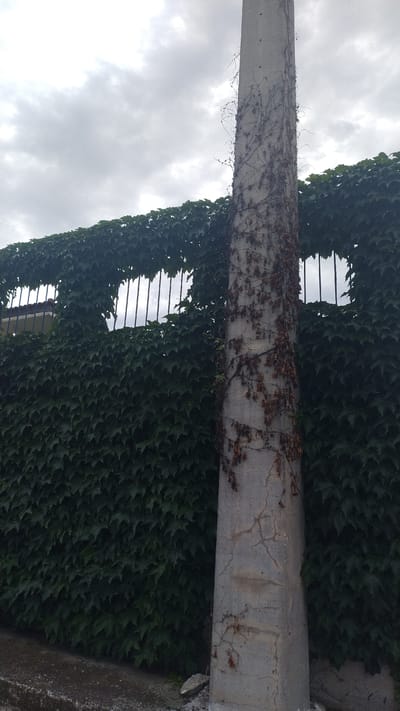 The image shows a concrete utility pole covered in vines and ivy, standing in front of a dense, green ivy-covered fence. The sky above is overcast with grey clouds. The scene appears to be outdoors, possibly in a street or yard setting in Νέα Κερασιά, Greece, given the vegetation and utility pole. The concrete pole has visible cracks and is adorned with dry, dead vines. The fence is a solid wall of lush green leaves, with some gaps revealing metal bars behind it, suggesting it might be a fence or a wall with openings. The lighting is diffused due to the cloudy sky.