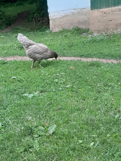 A grey chicken is foraging in a grassy area in front of a light-colored concrete structure with a green metal siding visible on the right. The chicken is positioned in the lower left quadrant of the image, with its head lowered to the ground. The background consists of a slope covered in green vegetation, a dirt path, and the aforementioned building. The overall scene depicts an outdoor environment, likely a rural or semi-rural setting within the village of Жай-Терек, Kyrgyzstan.