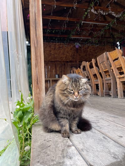 A brown tabby cat is lying on a weathered wooden surface in Картмазово, Russia. The cat's tail is curled beside its paws. To the left, above the wooden surface, are green plants with dandelions. Behind the wood, is a structure with a clear roof. Beyond the structure, there is a wooden building decorated with vines and string lights.