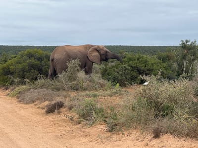 An African elephant (Loxodonta africana) stands in dense bushveld vegetation within the Sundays River Valley Local Municipality, South Africa. The elephant, positioned in the middle-left, is light brown to grey, with large ears visible, and is actively feeding, extending its trunk into green foliage. A smaller white bird is visible standing on the ground to the right, partially obscured by sparse, dry scrub. In the foreground, a reddish-brown dirt track or road curves along the lower left. The immediate surrounding environment features a mix of dry, light-brown, and green scrubby vegetation. Behind the elephant and extending to the horizon, a continuous line of dense green bushveld is present. The sky above is overcast, displaying a uniform light grey cloud cover.