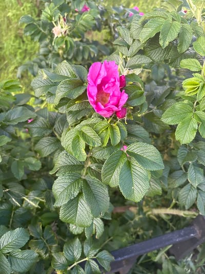 A single, vibrant pink rose blooms amidst a dense bush of dark green, textured leaves. The rose, centrally located, is in full bloom, its petals unfurled to reveal a soft, delicate center. To its left, several rosebuds are visible, some closed tightly and others partially open, hinting at the continuation of the bloom. The leaves are characteristic of a rugosa rose, with a wrinkled, almost leathery appearance and serrated edges. The background is a blur of more greenery, suggesting a natural, outdoor setting. In the upper right quadrant, a dark, metallic object, possibly part of a fence or garden structure, is visible, its dark color contrasting with the lush foliage. The lighting suggests it is daytime, with sunlight dappling the leaves. The overall impression is one of natural beauty and vibrant life in a garden or wild setting. The image was taken in Koltushi, Russia. No text is visible in the image.