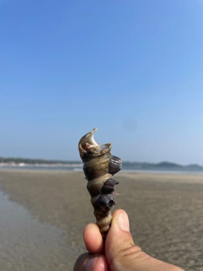 A conical, striped sea snail shell, speckled with barnacles, is held in a person's hand against a backdrop of a bright blue sky and a beach. The shell's opening shows the inhabitant peeking out. The blurred beach extends into the distance, blending with the water's edge and a distant coastal area or headland. The sky occupies a large portion of the scene, adding a sense of openness.