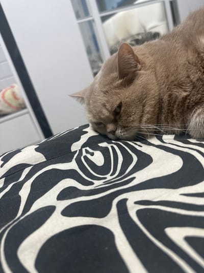 A close-up shot captures a domestic cat with light brown fur lying on a black and white patterned surface, possibly a pillow or blanket, with a zebra-like print. The cat's head is resting downwards, with its eyes partially closed, suggesting it is either sleeping or very relaxed. The background is out of focus, showing what appears to be a bright, white wall or cabinet, with hints of other objects, possibly furniture or shelves, in the distance. The lighting is soft, casting gentle shadows. The overall impression is one of domestic tranquility. There is no discernible information about the city of Donskoy, Russia, in this image.