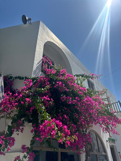 A bright, sunny day in Naousa, Greece is depicted in this image, with the sun's rays streaming down from the top right corner. The scene is dominated by a white building with a curved architectural element above a large arched window. Vibrant pink bougainvillea flowers cascade down the side of the building, partially obscuring a window with shutters and a metallic railing. To the left, a flagpole with a Greek flag is visible. On the rooftop, a white loudspeaker is mounted. The lower part of the building shows shop windows and signage, with one sign reading "SPYROU" and "CAR & BIKE RENTALS." The overall impression is one of a picturesque Mediterranean setting.