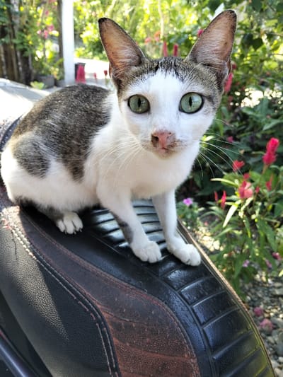 A cat with white fur, gray patches, and striking green eyes sits on a black motorcycle seat with textured detailing. The cat has pointed ears and a pink nose. Background greenery includes plants and red flowers, suggesting an outdoor setting. The lighting appears bright and natural, highlighting the cat's features and the motorcycle seat's surface.