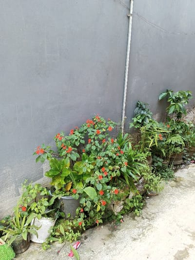 A static outdoor scene in Viengthong, Laos, displays a dense arrangement of vegetation situated along the base of a solid, dark gray wall. A vertical light-colored metal pipe is affixed to the wall slightly right of center, secured by a single visible bracket, with two thin wires extending horizontally from its upper section. The lower half of the image is occupied by various green plants, prominently featuring numerous small, bright orange-red flowers concentrated in the left and central areas. These plants are contained in assorted pots, some appearing repurposed, alongside others growing directly from the ground. An aloe vera plant is visible in a clear container on the far left. The immediate foreground consists of a textured, light-colored concrete surface exhibiting stains and minor debris, including fallen flower petals and a crumpled red and white wrapper. No individuals or animals are present.