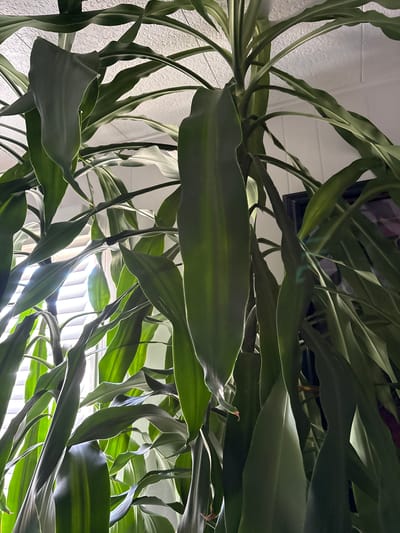 A close-up, low-angle shot captures the lush, green leaves of a large indoor plant. The plant's leaves are long and strap-like, with some exhibiting lighter green striping. They are densely packed and cascade downwards, creating a sense of fullness. Sunlight streams in from the left side of the frame, filtering through window blinds and illuminating the leaves, creating highlights and shadows. The background is softly blurred, showing a white textured ceiling and a hint of what appears to be a framed picture. The image is composed in Bradenton, United States.