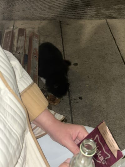 The image captures a nighttime scene in Engomi̇ Lefkoşa, Cyprus, focusing on the interaction between a person and a small, black cat. The black cat, possibly a kitten, is the central animal subject, seen from behind as it eats food placed on the concrete ground. It has some visible white markings, possibly on its chest or paws.

The human element is represented by a person's hands and arm, partially covered by a white quilted blanket or piece of clothing with a beige trim. The person is holding a purple "Whiskas" brand cat food pouch in one hand, clearly displaying the brand name and its distinctive cat silhouette logo. Some unreadable foreign text is also visible on the pouch above the brand name. The other hand holds a clear glass bottle, which appears to be empty.

The scene takes place outdoors, indicated by the rough concrete ground and wall. The cat is positioned on a wooden slatted structure, possibly part of a bench or ledge, adjacent to the concrete. The dim lighting suggests it is nighttime or a very dark area, with shadows obscuring parts of the cat and background. The activity depicted is the feeding of the cat, with the person providing the cat food.