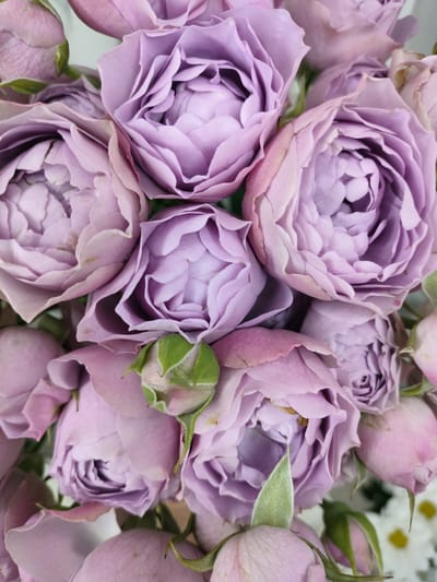 The image shows a close-up, overhead view of a bouquet of pale purple and pink roses. The roses are in various stages of bloom, with some fully open and others still tightly budded. The petals are delicate and layered, with a soft, velvety texture. The colors range from a light lavender to a deeper mauve, with hints of pink and blush on some of the outer petals. A few green sepals are visible on the buds. The lighting is soft and diffused, highlighting the intricate details of the flowers. The background is out of focus, creating a shallow depth of field that emphasizes the roses. There is no information in the image to indicate a specific location in the city of Kalach, Russia.