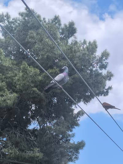 The image depicts two birds perched on power lines in Tiberias, Israel. A pigeon, predominantly gray with iridescent neck feathers, is perched on the left wire. A smaller, brown bird sits on the right wire. In the background, a tree with dense, green foliage partially obscures a blue sky with scattered white clouds.