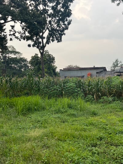 The image depicts an outdoor scene in Meteseh, Indonesia. In the foreground, there is a lush green grassy area with various types of grass and low-lying plants. Behind this, a field of tall corn stalks is visible, interspersed with other green foliage. In the background, several buildings with corrugated roofs are present, one of which has an orange water tank mounted on its exterior wall. Tall trees with dark green leaves form a canopy overhead, some framing the edges of the image. The sky above is overcast with a light grey hue. The overall impression is that of a rural or semi-rural setting.