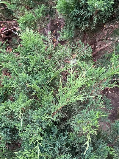 The image shows a close-up, head-on view of a dense evergreen shrub, likely a juniper, in Belozernyi, Russia. The shrub's foliage is a mix of dark and light green, with many small, scale-like leaves and fine, feathery branches. The background is blurred and consists of dark brown soil and some dry, brown organic matter, possibly fallen leaves or twigs. The lighting suggests it is daytime, but the light is diffused, creating soft shadows within the dense foliage. No people or animals are visible in the image. The focus is entirely on the texture and color of the plant.