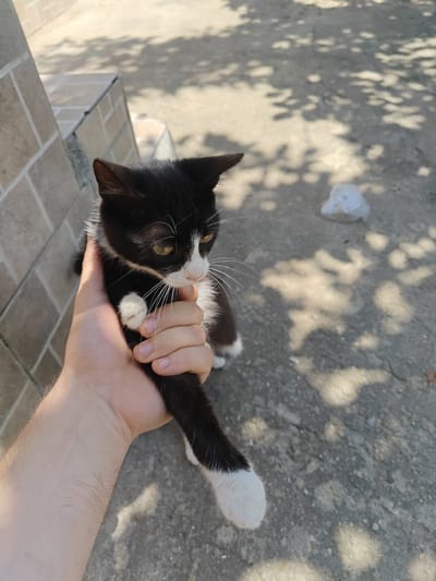 In Pănășești, Moldova, a person's hand gently holds a black and white kitten. The kitten, with bright yellow eyes, is positioned vertically within the hand, its tail hanging down. Its fur is predominantly black with white accents on its chest, paws, and muzzle. The background consists of a grey, textured ground, partially covered by dappled sunlight filtering through unseen trees, and a brick wall on the left. A crumpled white plastic bag is visible on the ground in the upper right quadrant of the image. The scene appears to be outdoors in a residential or urban area.