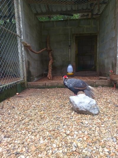 The image depicts a bird enclosure, possibly a cage or aviary, located in Takdat, Thailand. The enclosure is constructed of concrete blocks and wire mesh, filled with gravel flooring, and contains two pheasant-like birds. One is black and gray with a red face crest, perched atop a gray rock in the foreground. The other is brown, standing on the right side of the enclosure. Inside the enclosure are a bare tree branch leaning against the wall, a white and yellow water dispenser hanging from the ceiling, and a door. An eggshell is visible at the base of the enclosure wall near the cage section.