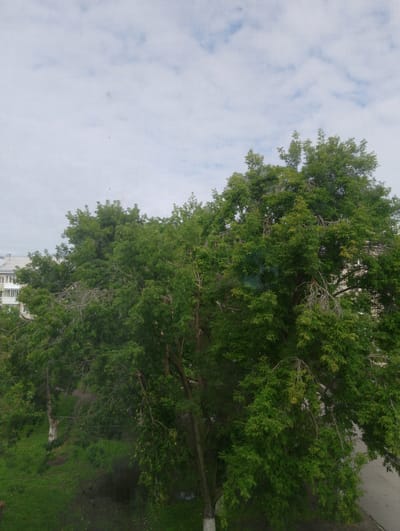 This image, taken in Sukhoy Log, Russia, provides a view through a window screen overlooking a tree-lined street. A large, mature tree with dense green foliage dominates the foreground. The tree's branches extend across the frame, obscuring parts of the background. To the left, a multi-story building with light-colored walls and balconies is partially visible behind the tree canopy. The ground below the tree is covered with green grass and some patches of bare earth. The sky above is cloudy with patches of blue. The presence of a window screen suggests an indoor vantage point.