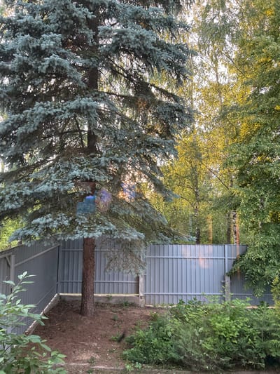 A serene outdoor scene showcases a tall, mature blue spruce tree in the foreground, its silvery-blue needles providing a striking contrast to the dappled sunlight filtering through its branches. Behind the spruce, a light-colored deciduous tree with bright green leaves creates a textured canopy, its foliage catching the warm glow of the sun. Further in the background, a corrugated metal fence, painted a muted gray, stretches horizontally across the frame, suggesting a boundary or enclosure. Lush green vegetation, including bushes and smaller trees, borders the fence on the right side, adding depth and a sense of natural abundance to the setting. The ground appears to be covered with dry earth and some scattered leaves.
The lighting indicates it is likely late afternoon or early evening, with the sun casting long shadows and creating a soft, golden illumination. The overall atmosphere is peaceful and tranquil, evoking a sense of quietude in a natural or semi-natural environment. No people are visible, and no specific activity is taking place, beyond the quiet growth of the trees and plants. There is no visible text in the image. The location context suggests a rural or semi-rural setting within the Lunna rural council of Belarus.
