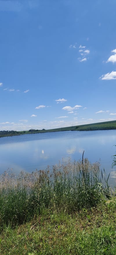 A tranquil scene unfolds at a body of water, possibly a pond or a small lake, located in Blahodatne, Ukraine. The sky above is a vast expanse of clear blue, dotted with scattered white clouds, indicating fair weather. The water's surface is calm and reflects the sky, creating a mirror-like effect. Along the near edge of the water, tall grasses and reeds grow, their feathery tops reaching towards the sky. Beyond the water, the landscape consists of gently rolling hills covered in lush green fields, suggesting agricultural land. A few scattered trees and remnants of dead trees can be seen on the distant shoreline. The overall impression is one of natural beauty and serenity. There are no people or animals visible in the image.