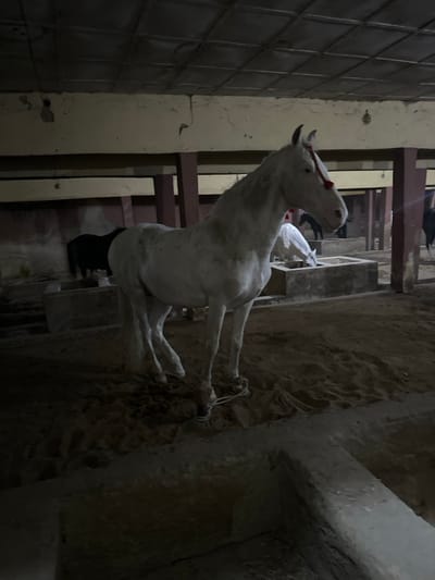 This image presents an indoor horse stable located in Tudun Wazurchi, Nigeria. In the foreground, a white horse stands facing right, its front legs secured at the fetlocks by a light-colored rope. Red decorative elements are visible on its head. The stable floor is covered in sand. In the midground, a concrete feeding trough is present, with a white horse actively feeding from it. To the left, a dark-colored horse is partially visible behind another trough. The structural elements of the enclosure include multiple concrete pillars, horizontal wooden beams, and a corrugated metal ceiling. The scene is dimly lit, suggesting an indoor setting with limited illumination. No human subjects are discernible.