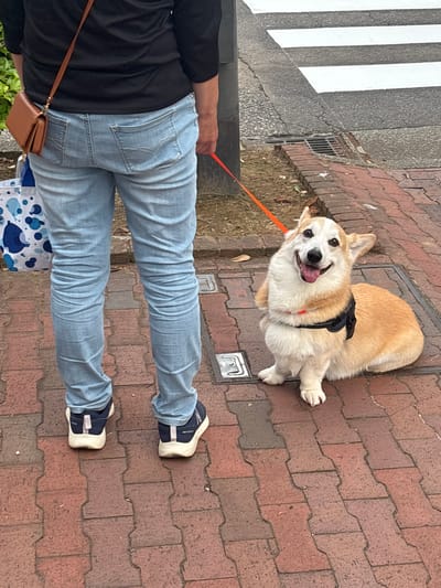 An overhead, high-angle view captures a person walking a Corgi dog on a paved street or sidewalk in Kanazawa, Japan. The Corgi, a light brown and white dog, is positioned centrally and looks up at the camera with a wide, happy, open-mouthed expression, its tongue slightly visible. It wears a black harness and is attached to a bright orange leash, held by the person.
The person is visible from the waist down, wearing light blue jeans, a black long-sleeved top, and dark sneakers with light soles. The word "New Balance" is clearly visible on the side of one of the person's sneakers. A small, light brown shoulder bag hangs from their right side, and they appear to be carrying another blue and white patterned bag in their left hand.
The ground is primarily composed of reddish-brown interlocking brick pavement, showing signs of use and some dirt. Towards the upper left, a section of gray asphalt or concrete features prominent white stripes, indicating a pedestrian crosswalk. Metal grates or utility covers are embedded in the brick pavement. Sparse green vegetation is visible along the edges of the paved area. The scene is brightly lit, suggesting daytime conditions, possibly overcast given the lack of strong shadows.