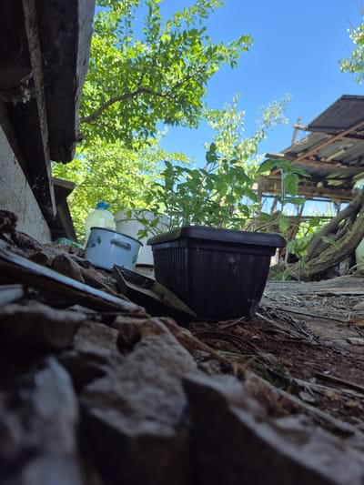 The image depicts an outdoor scene in Sadina, Bulgaria. In the foreground, large rocks and debris are scattered across the ground. A dark brown plastic pot containing a healthy green plant sits slightly off-center. Behind the plant, a light blue enamel pot with floral detailing is visible, along with a large clear plastic bottle, possibly containing liquid, and another white bucket or container. The background shows a dilapidated structure with a corrugated metal roof and wooden supports, suggesting a state of disrepair. Lush green trees with vibrant foliage are present, and a clear blue sky dominates the upper portion of the image. The overall impression is one of a cluttered, outdoor storage or work area in a rural or semi-rural setting.