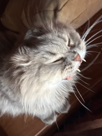 The image shows a close-up, blurry shot of a grey cat's face. The cat's mouth is open, revealing its teeth and tongue. The cat's eyes are closed. The background is dark and out of focus. The image does not contain any information about the city of Zhovte, Ukraine.