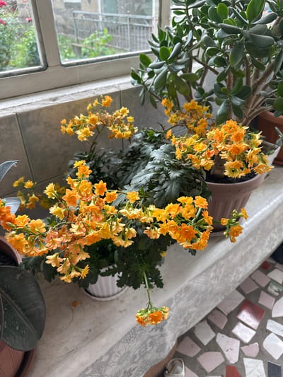 A medium shot captures an indoor scene with several potted plants placed on a windowsill. In the foreground, a flowering plant with clusters of small, vibrant orange-yellow blossoms takes center stage. These flowers hang down in delicate sprays from green stems and dark green, serrated leaves. To the right and slightly behind, a larger plant with thick, succulent, jade-green leaves is visible. The windowsill itself is lined with a textured, light-colored material, possibly tile or stone, and a white, ridged pot holds one of the flowering plants. In the background, a window reveals an outdoor environment with greenery and architectural elements, suggesting an urban setting, potentially Nookat, Kyrgyzstan, given the context. The overall impression is one of domestic greenery arranged for display.
