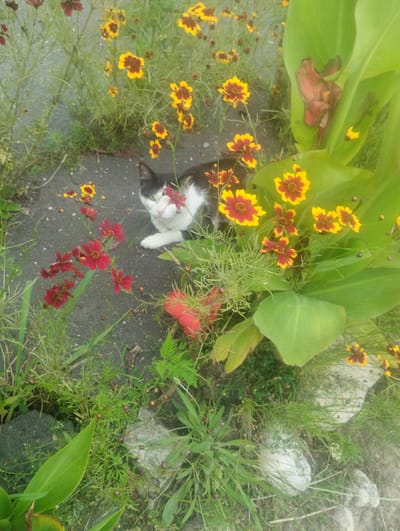 A black and white cat is lying on asphalt surrounded by red and yellow flowers. The cat is looking directly at the camera. The flowers are in various stages of bloom. Some have fallen petals on the ground. The scene is illuminated by natural light, suggesting it is daytime. The environment appears to be a garden or roadside area. There are no people or any other animals visible in the image. The location is identified as Bandza, Georgia.