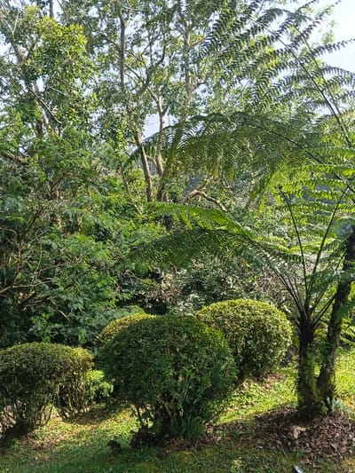 Lush greenery fills the frame, featuring a dense array of trees and bushes. Rounded shrubs line the foreground, leading to a backdrop of mixed tree species. A striking fern tree stands prominently on the right, its fronds adding a feathery texture. Sunlight filters through the canopy, casting dappled shadows on the ground, accentuating the natural, untamed beauty of the landscape.