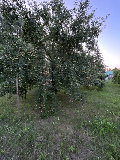 The image depicts an apple tree laden with fruit, set in a rural outdoor scene. The tree is full of green and red apples, with some leaves obscuring them. The ground beneath the tree is covered in grass and weeds, with a few fallen apples scattered on it. In the background, there is another smaller tree and a glimpse of a building with a green roof, possibly a house. The sky is a pale blue, suggesting it is either early morning or late evening, and the lighting indicates a time of day with diffused sunlight, possibly overcast or twilight. The scene appears to be a garden or orchard in a rural area, with a focus on the natural bounty of the apple tree. No people or animals are visible. The overall impression is one of natural abundance and a peaceful, rural setting. The location is identified as Верхнее Казачье, Russia.