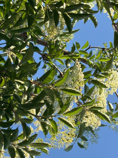 The image shows a view upwards through the foliage of an elderflower bush (Sambucus) against a bright blue sky. The leaves are green, pinnate, and have serrated edges. Clusters of small, cream-colored flowers are visible among the leaves. The location is given as Pentre, United Kingdom, though there's no explicit visual marker of that in the image. There are no people or interactions visible.