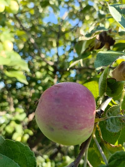 An apple tree branch in the city of Осоргино, Russia, bears a single, partially ripe apple. The apple, predominantly pink with streaks of green and white speckles, hangs from a thin stem. Dew drops glisten on its surface, suggesting it is early morning or recent rainfall. Surrounding the apple are numerous green leaves, some tinged with brown, indicative of the approaching autumn. The background is a blur of more foliage and a hint of blue sky, creating a soft, bokeh effect. The image is taken from a low angle, looking up at the apple and branch.