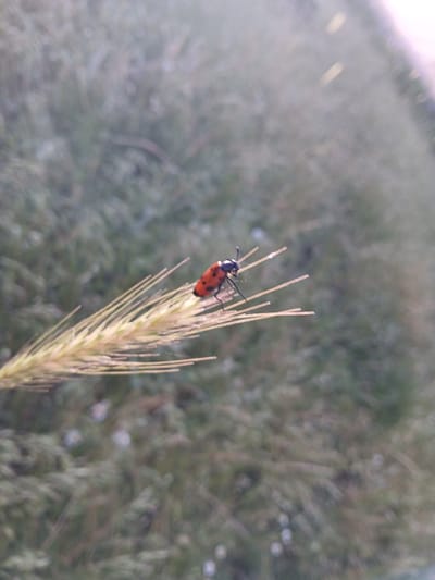 A small, orange and black insect is perched on a stalk of wheat. The insect is mostly orange with black markings on its head and wing casings. The wheat stalk is a light golden color and appears to be dried or ripening. The background is a soft blur of green and brown, suggesting a field or grassy area. The lighting suggests it could be daytime, possibly early morning or late afternoon due to the soft light and shallow depth of field. The overall scene evokes a feeling of nature and a close-up view of a tiny creature in its environment. The location is Taran-Bazar, Kyrgyzstan.
