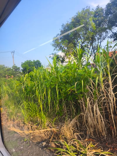 This image depicts a view from a window overlooking a lush green roadside environment. The foreground is dominated by tall, reedy grass and dry, straw-like vegetation. Behind this, a dense line of green foliage, likely shrubs and smaller trees, stretches across the frame. Further back, larger trees with full canopies are visible, suggesting a rural or semi-rural setting. In the distance, a clear blue sky with a faint streak of light is present, and the top of a tiled roof and utility poles with wires can be seen, indicating the proximity of human habitation. The lighting suggests it is daytime, possibly late afternoon, given the warm tones in the dry vegetation. This scene appears to be located in Adidharma, Indonesia, characterized by its tropical vegetation and common infrastructure elements.