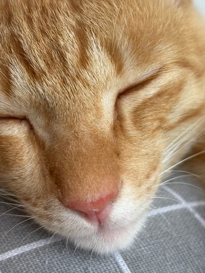 Close-up of an orange tabby cat sleeping on a grey plaid surface. The cat's nose is pink, and its eyes are closed. The cat's fur is a mix of orange and light brown shades. Long, white whiskers are visible. The location in the city of Cemagi, Indonesia is not relevant, as it does not appear in the image.