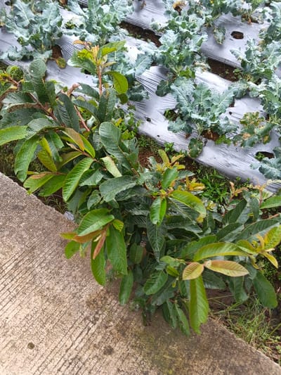 A low-growing guava tree with green leaves edged with reddish-brown sits adjacent to a concrete slab. Behind it, a field is cultivated with rows of leafy green plants, possibly kale or cabbage. The rows are covered with white plastic sheeting. Small green plants grow between the guava tree and the row crops. The plants are set on dark soil and the lighting appears to be overcast.
