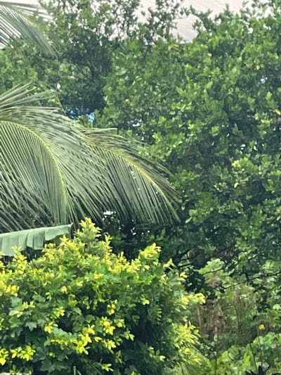 The image depicts a scene in Abraka, Nigeria, dominated by lush green vegetation. A large palm frond curves prominently in the foreground, partially obscuring a building structure behind it. Various trees and bushes fill the background, presenting a dense and vibrant green canopy. The scene evokes a sense of tropical flora in Abraka, Nigeria.