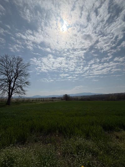 The image shows a landscape scene in Topola Municipality, Serbia. The foreground features a bare tree silhouetted against a sky with scattered clouds and sunlight. To the right, a field of green grass extends into the distance. A line of trees is visible on the horizon, possibly indicating a forest or mountain range. The sky is blue with white clouds. No people are visible in the image.