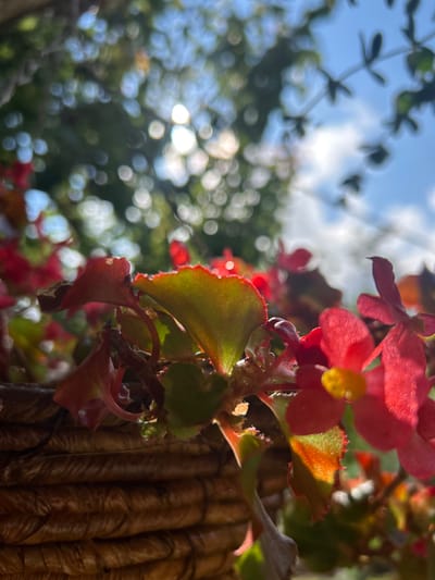 A low-angle, close-up shot captures a cluster of red begonia flowers and leaves in a woven basket. The sunlight filters through the leaves, creating a bokeh effect in the background, highlighting the sky and distant foliage. The basket's texture is a prominent element in the foreground, with its braided rope-like material taking up the lower portion of the frame. The focus is on the delicate petals and serrated edges of the leaves, illuminated by the natural light. There are no people or animals visible in the image. The scene appears to be outdoors, possibly in a garden setting. No specific location within Gara Oreshets, Bulgaria, can be determined from the image itself.