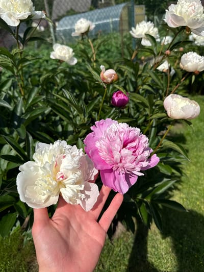 In the foreground, a human hand, lightly tanned with visible veins, cradles two peony flowers. The flower on the left is white with hints of pink at its center, while the flower on the right is a vibrant pink with lighter pink accents. The hand and flowers are positioned over a backdrop of lush green foliage, indicative of a garden. In the middle ground and background, numerous other peonies are in bloom, displaying various shades of white and pink, along with some unopened buds in magenta and pink hues. The scene is set in a garden with a grassy area to the right, bathed in sunlight, casting distinct shadows. In the further background, a greenhouse structure and a hint of a fence suggest a rural or suburban setting. The overall impression is that of a sunny day in a garden abundant with peonies, likely located in Astrashitskagaradokski rural council, Belarus.