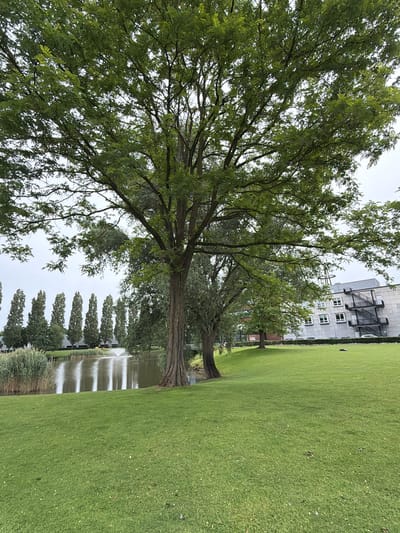 A large deciduous tree with a thick trunk and widespread branches filled with green leaves dominates the foreground of the image. Its canopy extends across the upper portion of the frame. To the left, a body of water is visible with tall, reedy vegetation along its bank. A fountain sprays water in the middle of the body of water, and reflections of the surrounding trees are visible on its surface. A row of tall, slender trees stands in the background, lining the edge of the water. Further in the background, a multi-story building with a modern architectural style is present. It has a light-colored facade, numerous windows, and an external metal staircase. The ground in the foreground and middle ground is covered in lush green grass. The sky is overcast, indicating a cloudy day. The scene is located in the city of Son en Breugel, Netherlands.